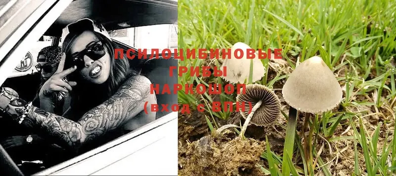 Псилоцибиновые грибы Psilocybine cubensis  Гдов 